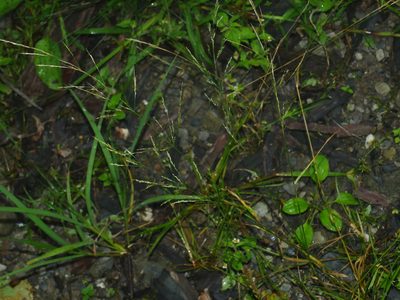 Agrostis clavata, photographed by Jacy Chen