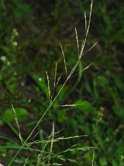 Agrostis clavata, photographed by Jacy Chen