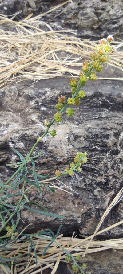Reseda glauca, photographed by Santiago Martín-Bravo