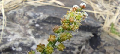 Reseda glauca, photographed by Santiago Martín-Bravo