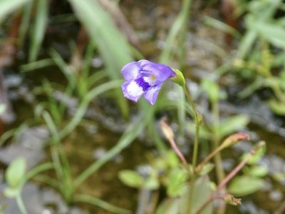 Torenia oblonga, photographed by Toby Y