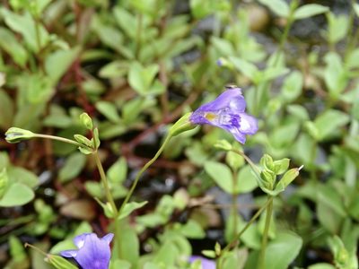 Torenia oblonga, photographed by Toby Y