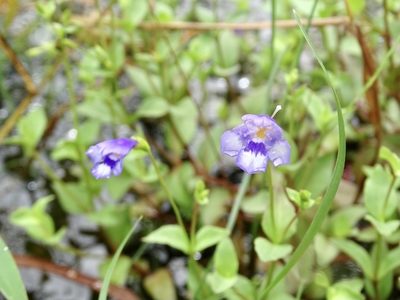 Torenia oblonga, photographed by Toby Y