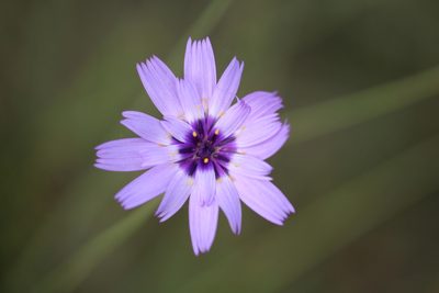 Catananche caerulea, photographed by Sylvain