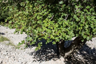 Acer granatense, photographed by Tim Johnson