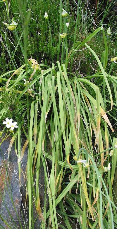 Allium scorzonerifolium, photographed by José Luis Camaño