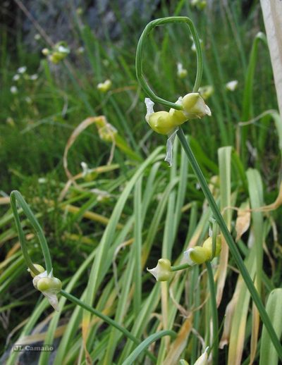 Allium scorzonerifolium, photographed by José Luis Camaño