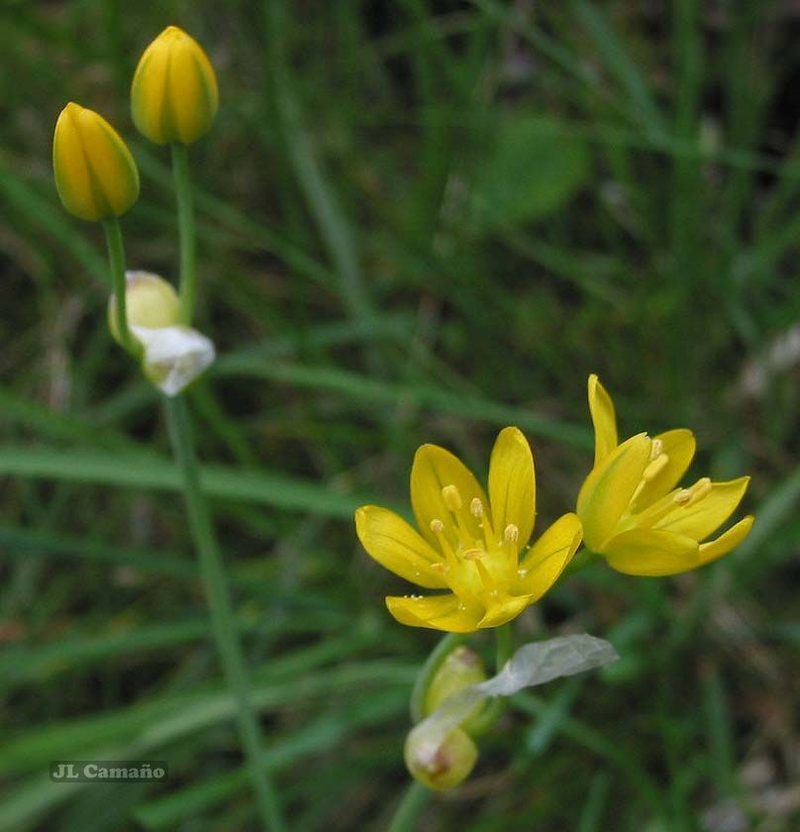Allium scorzonerifolium, photographed by José Luis Camaño
