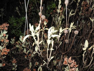 Phlomis purpurea, photographed by Duarte Frade