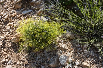 Bupleurum fruticescens, photographed by Tim Johnson