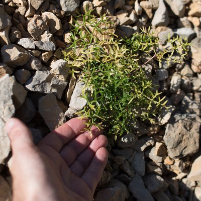Ligusticum lucidum, photographed by Tim Johnson