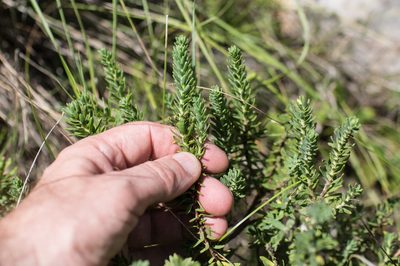 Thymelaea tinctoria, photographed by Tim Johnson