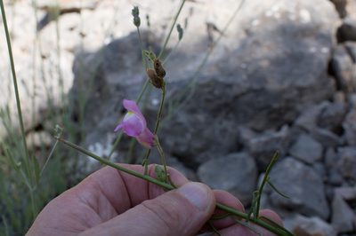 Antirrhinum barrelieri, photographed by Tim Johnson