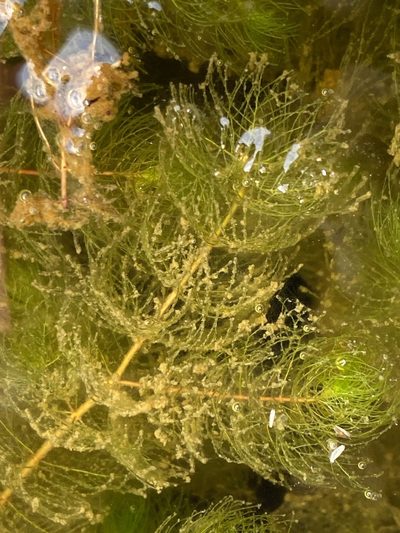 Myriophyllum alterniflorum, photographed by Alan Weakley