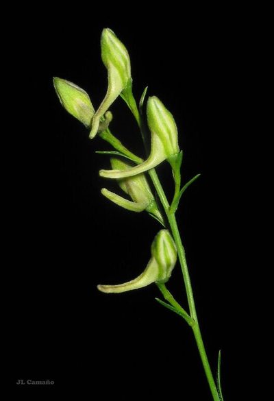 Delphinium verdunense, photographed by José Luis Camaño