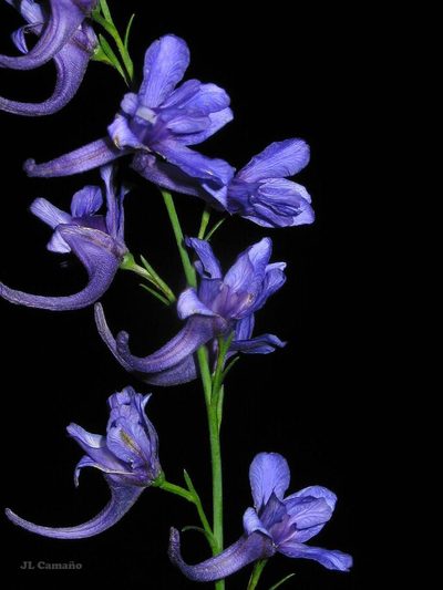 Delphinium verdunense, photographed by José Luis Camaño