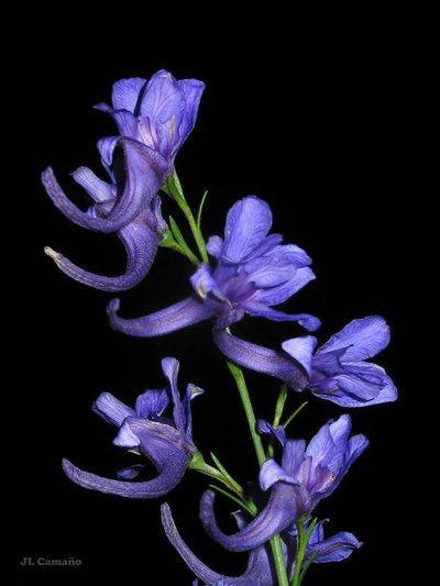 Delphinium verdunense, photographed by José Luis Camaño