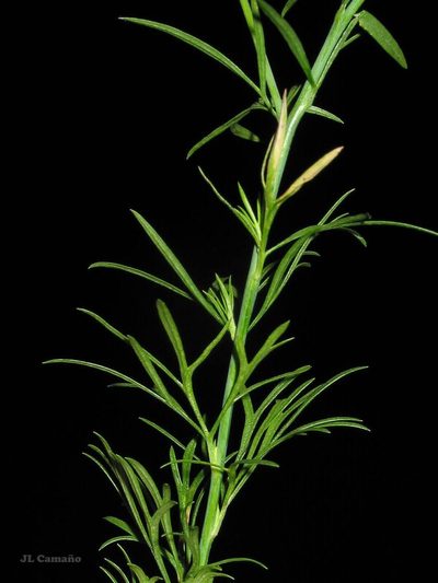 Delphinium verdunense, photographed by José Luis Camaño
