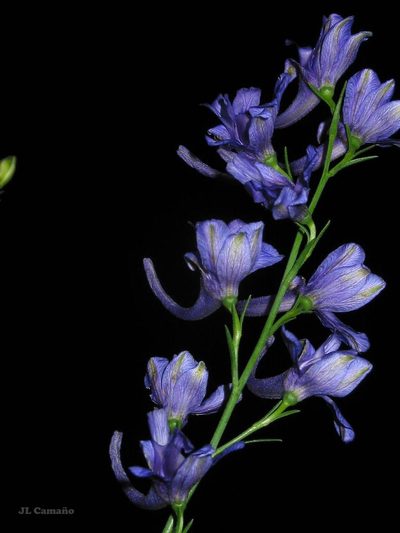 Delphinium verdunense, photographed by José Luis Camaño