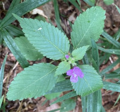 Galeopsis pubescens, photographed by kyselinasirova