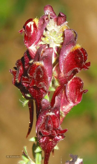 Linaria aeruginea, photographed by José Luis Camaño