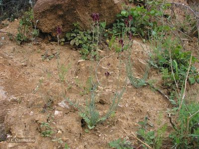 Linaria aeruginea, photographed by José Luis Camaño