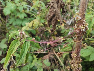 Cuscuta europaea, photographed by iljar