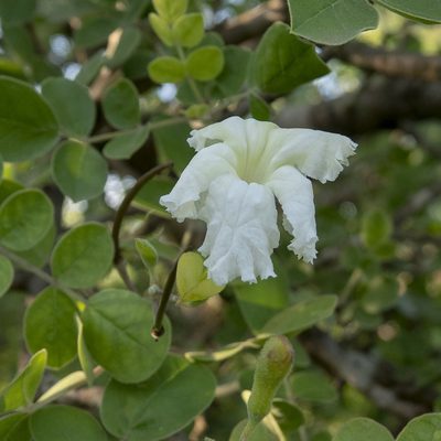 Dolichandrone falcata, photographed by Paulmathi Vinod