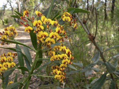 Daviesia corymbosa, photographed by dhfischer