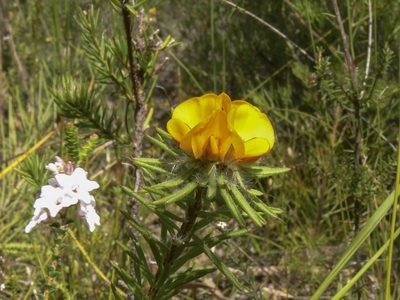 Pultenaea aristata, photographed by dhfischer