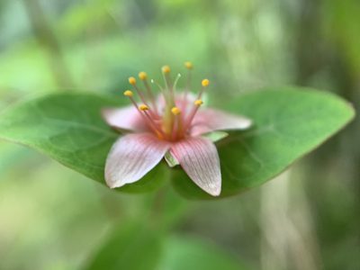 Hypericum virginicum, photographed by Carrie Seltzer