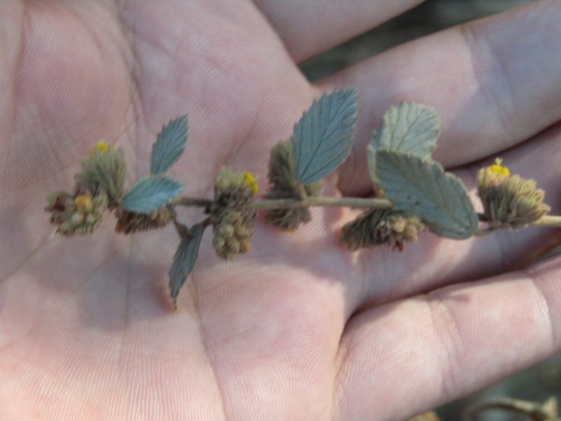 Waltheria rotundifolia, photographed by Breno Figueiredo