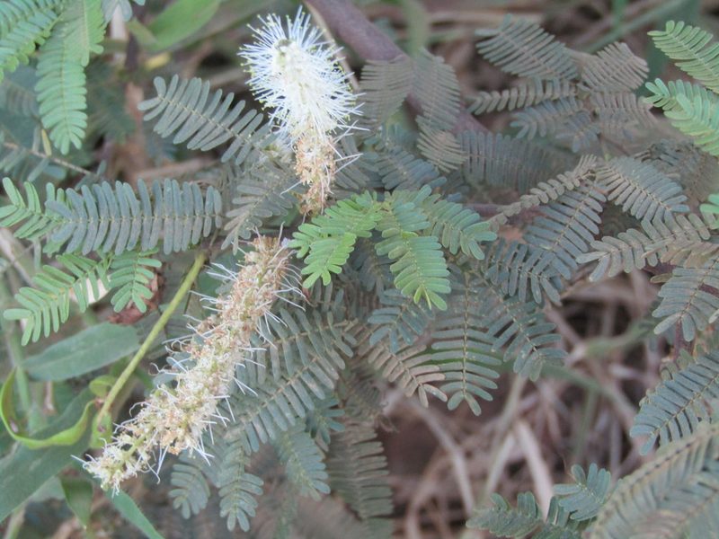 Mimosa tenuiflora, photographed by Breno Figueiredo