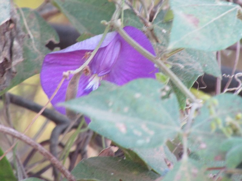 Centrosema brasilianum, photographed by Breno Figueiredo