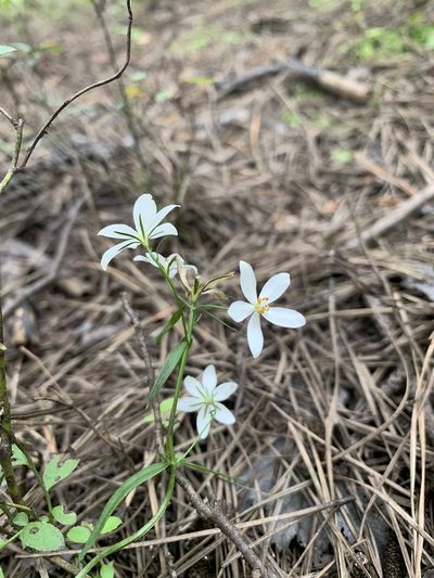 Sabatia difformis, photographed by Carrie Seltzer
