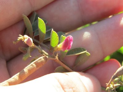 Tephrosia cinerea, photographed by Breno Figueiredo
