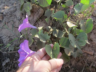 Ipomoea asarifolia, photographed by Breno Figueiredo