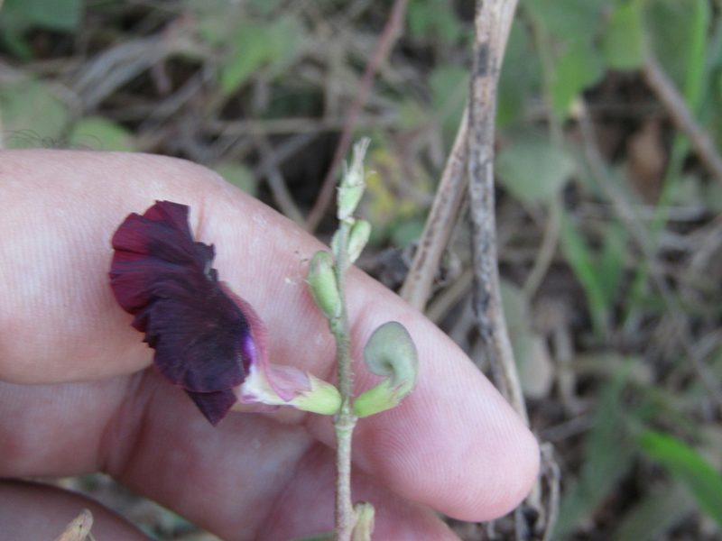 Macroptilium bracteatum, photographed by Breno Figueiredo