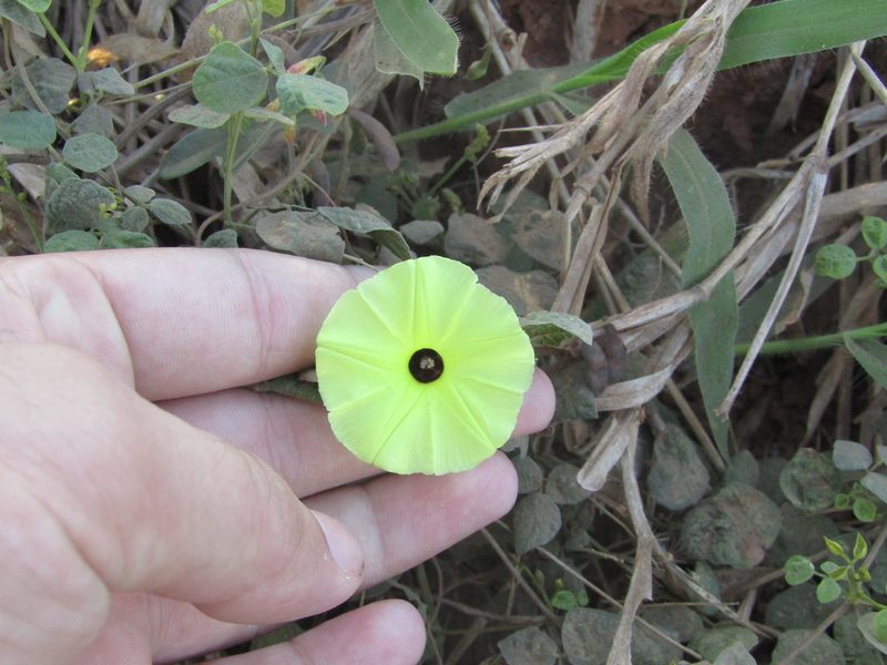 Ipomoea longeramosa, photographed by Breno Figueiredo