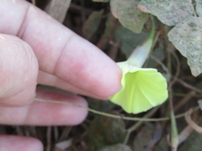 Ipomoea longeramosa, photographed by Breno Figueiredo