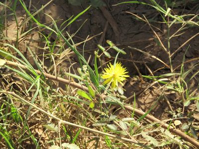 Neptunia plena, photographed by Breno Figueiredo