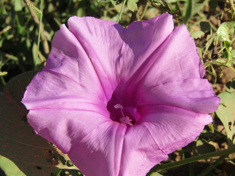 Ipomoea asarifolia, photographed by Breno Figueiredo