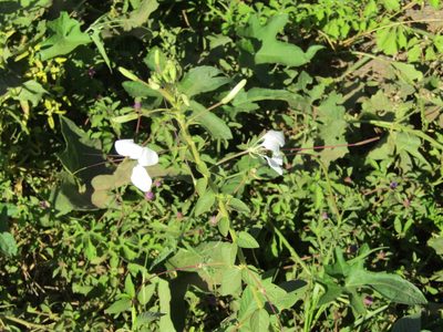 Tarenaya longicarpa, photographed by Breno Figueiredo