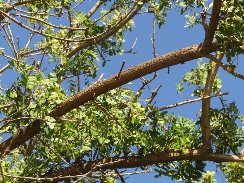 Geoffroea spinosa, photographed by Breno Figueiredo