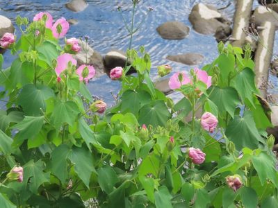 Hibiscus mutabilis, photographed by mami_t_t