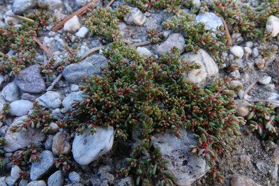 Crassula mataikona, photographed by John Barkla