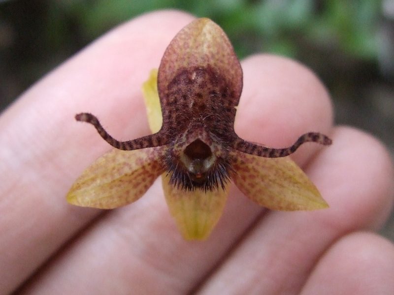 Trichoceros antennifer, photographed by Thibaud Aronson