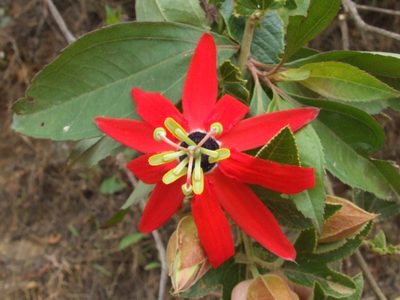 Passiflora manicata, photographed by Thibaud Aronson