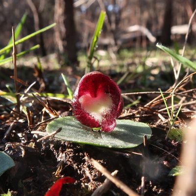 Corybas incurvus, photographed by Cowirrie