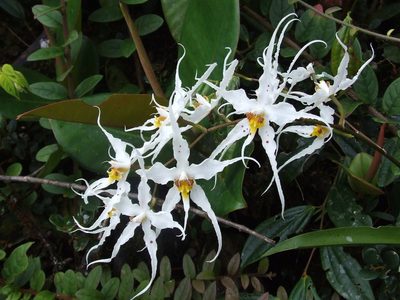 Oncidium cirrhosum, photographed by Thibaud Aronson